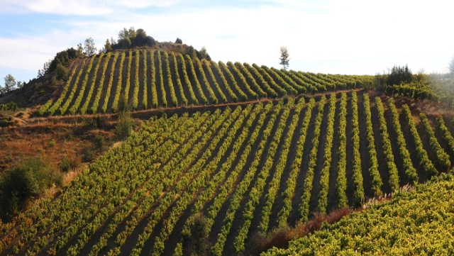 nemea-classical_greece_wine_tours