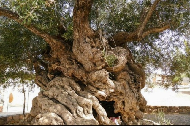 crete, olive tree