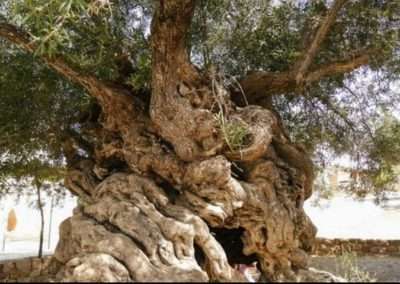 crete olive oil tree
