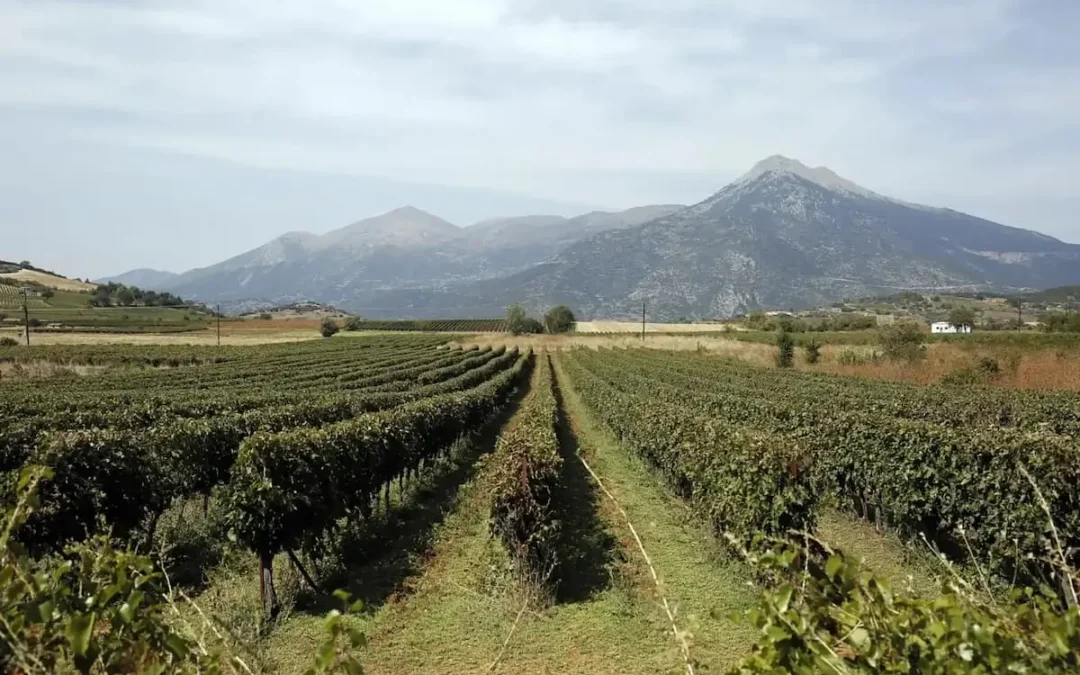Agiorgitiko Land a Journey to Nemea