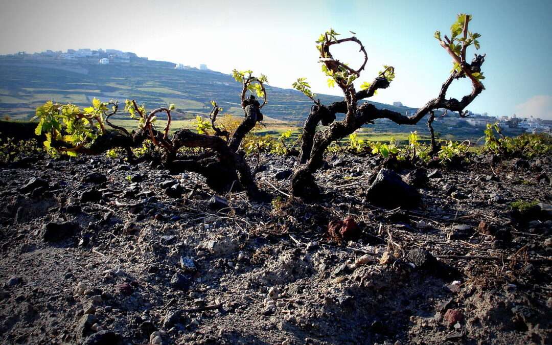 santorini-wine tasting