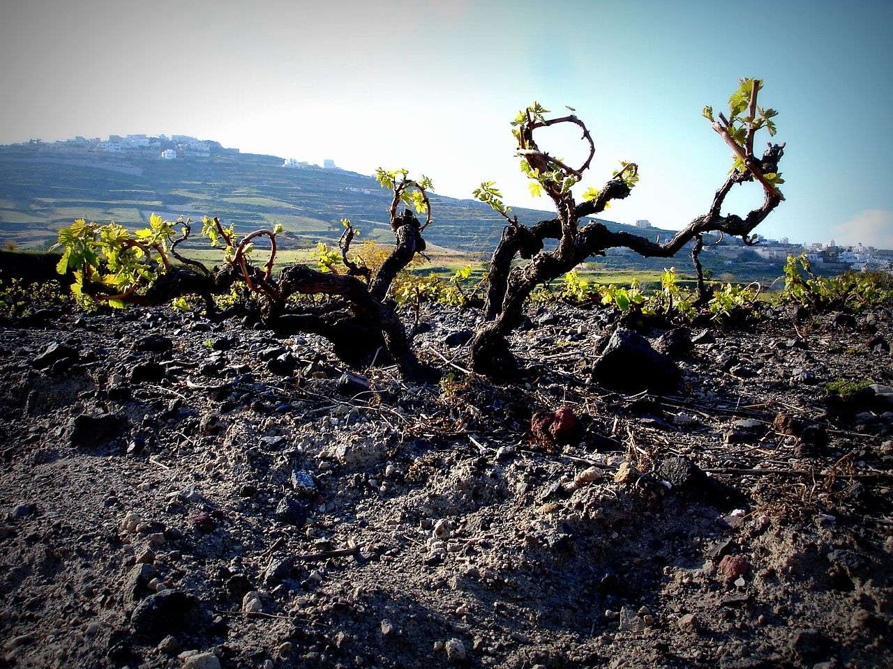 santorini-wine tasting