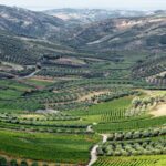 wine tasting-malvazia