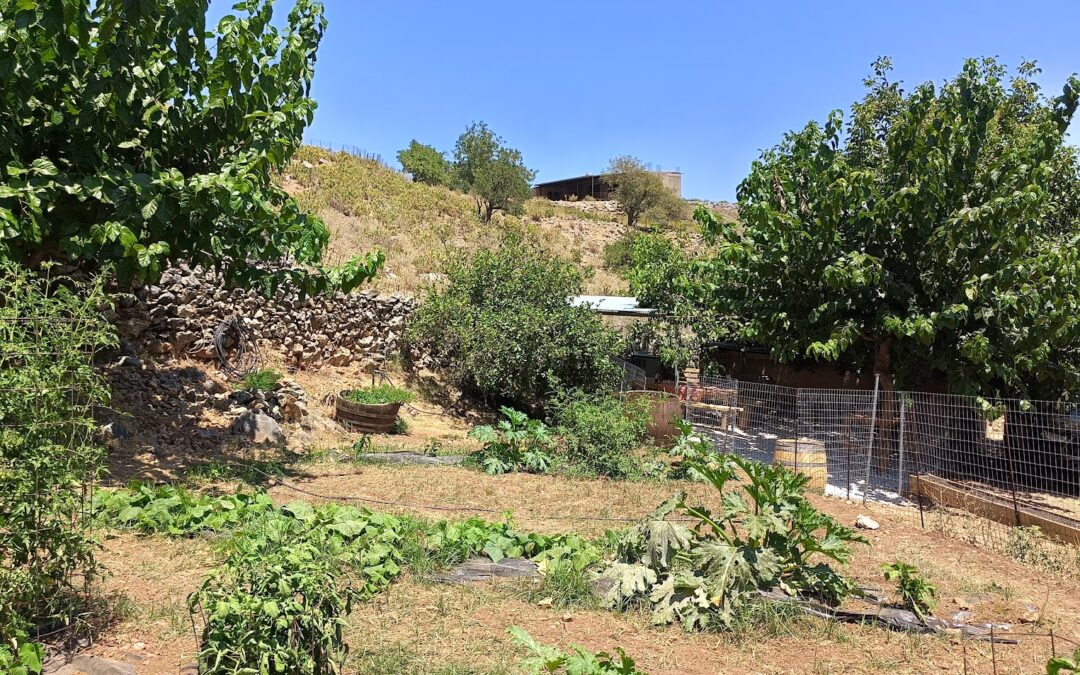 Private Experience: Become a Shepherd for a Day and Enjoy Olive Oil Tasting