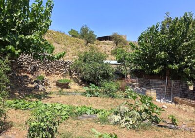 Private Experience: Become a Shepherd for a Day and Enjoy Olive Oil Tasting