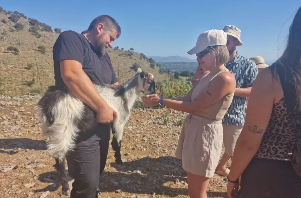 Become a Shepherd for a Day and Enjoy Olive Oil Tasting